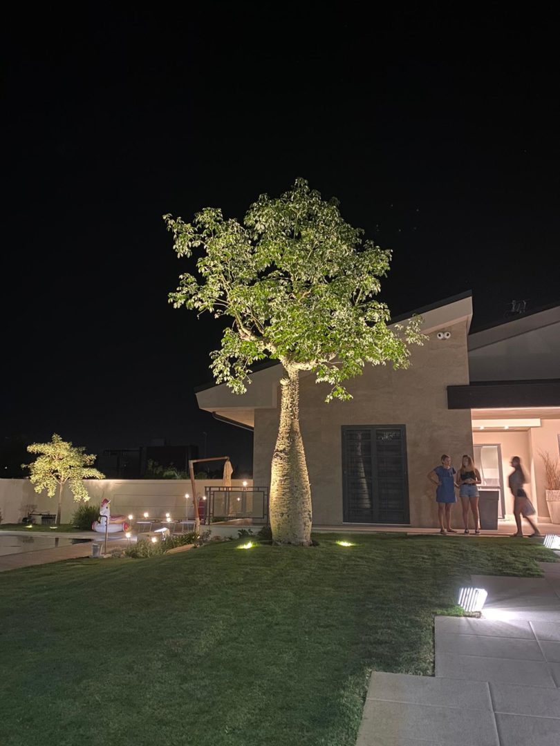 Illuminazione di un giardino con un grande albero. Salvatore Gagliano e Daniele Proietti. Ornus