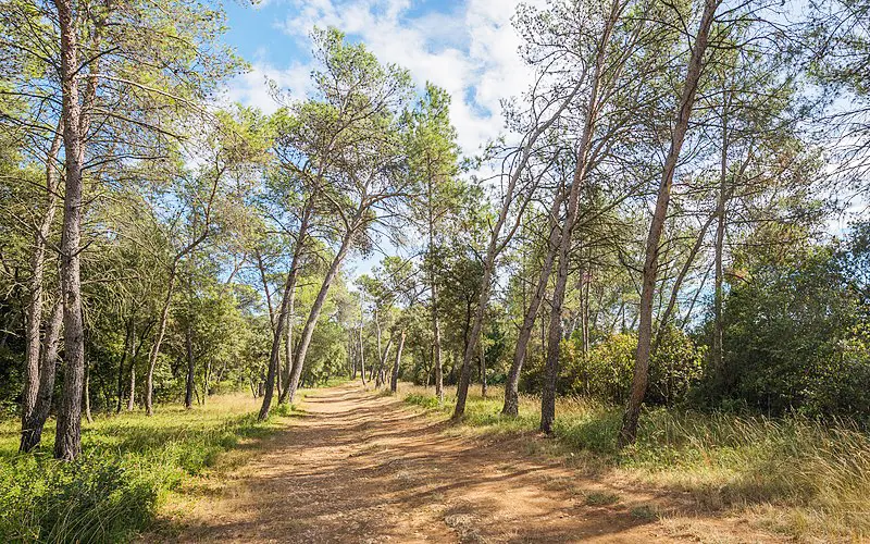 Pino d'aleppo. Pinus halepensis forest in a wood called Les Pins, Castries, Hérault, France.