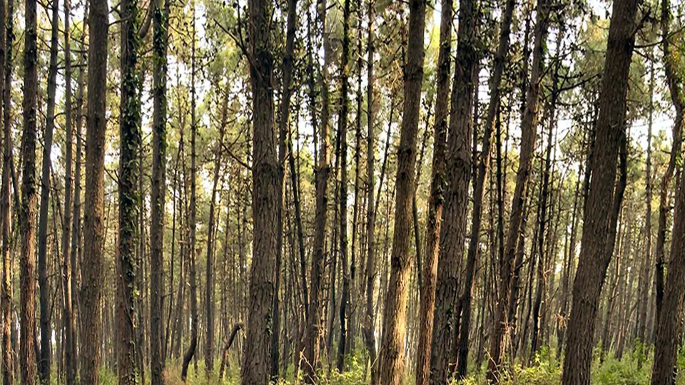 Bosco di pini marittimi - Foto da wikipedia modificata. Licenza 
L'utente che ha caricato in origine il file è stato Biopresto di Wikipedia in italiano - Trasferito da it.wikipedia su Commons.
Bosco di pini marittimi - Foto di Paolo Carboni --L'uomo in ammollo ◄strizzami 22:04, Set 5, 2005 (CEST)

CC BY-SA 3.0 it