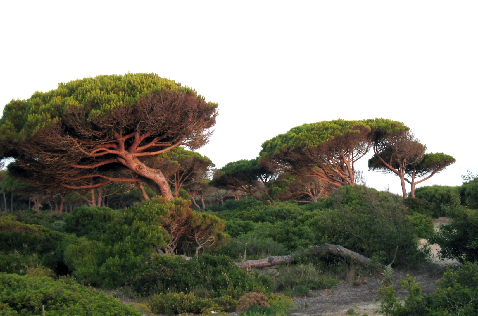 Matt Westgate from everywhere - Pinus Pinea / Stone Pine. Pinus pinea, Costa Sancti Petri, Andalucía, Spain
